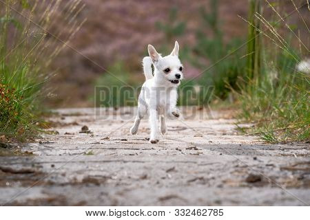 Chiwawa Images Illustrations Vectors Free Bigstock