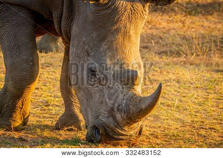 Close Up Of A White Rhino Grazing.