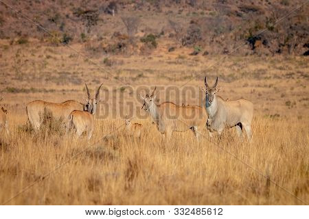 Herd Of Eland Standing In The Grass.