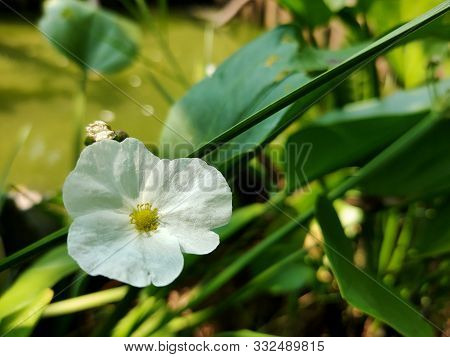 White Flowers Bloom Near The Pool In The Garden.