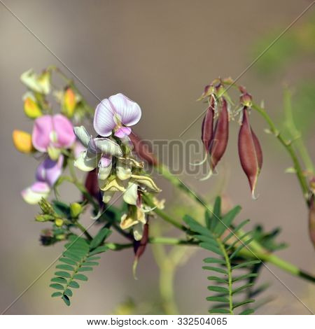 Pink Purple Australian Indigo Flowers, Buds And Pods, Indigofera Australis, Family Fabaceae. Widespr