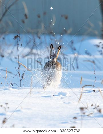 Wild Hare In The Snow In Winter.
