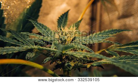 The 10 Most Popular Cannabis Strains.the Best Cannabis Strains For Focus And Add/adhd. Terpenes In I
