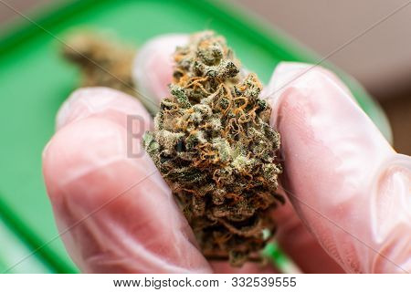 Explore Cannabis Strains With A New Perspective. Cannabinoid And Terpene Profile, Terpenes In Indica