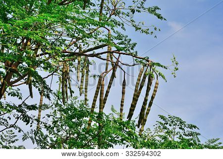 Group Of Moringa On Branch Tree With Blue Sky Background