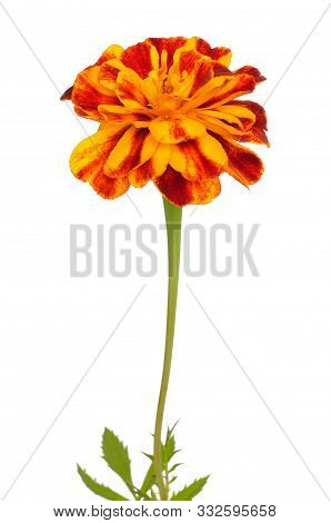 Tagetes Flower Isolated On A White Background
