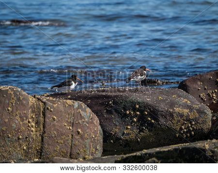 Birds On The Beach In Brora On August Day