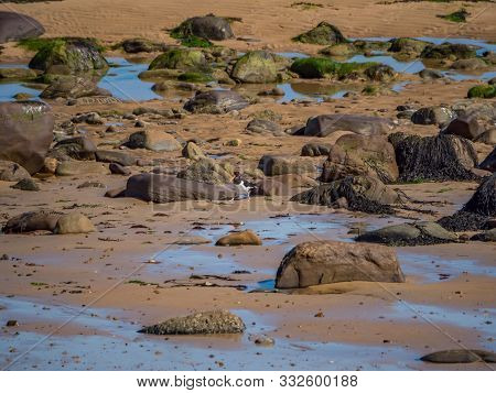 Birds On The Beach In Brora On August Day