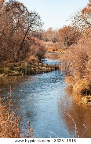 Heavy Growth On The Banks Of The Cache La Poudre River