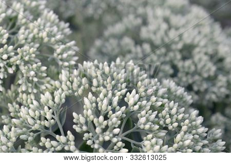 Lot Of Blooming Hylotelephium Telephium White Flowers With Green Leaves And Stems
