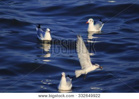 Seagulls Floating In The Water , Living Together In A Large Group Is A Wetlands Bird Along The Coast
