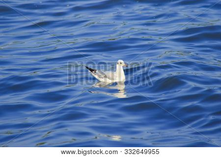 Seagulls floating in the water , Living together in a large group Is a wetlands bird along the coast