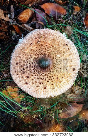 Parasol Mushroom On An Autumn Forest Background. Top View.