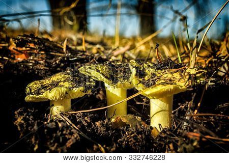 Three Mushrooms Tricholoma Equestre In Pine Forest Closeup. Also Has Other Names: Horseman, Tricholo