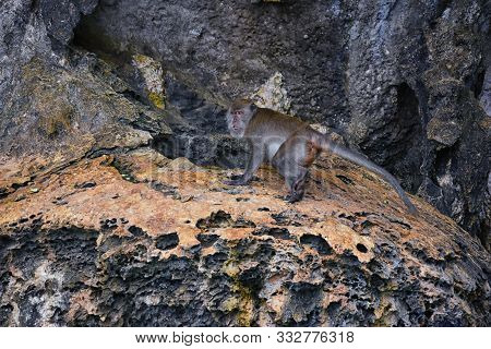 Macaque Long Tailed Monkey, Playing Along The Ocean Cliffs Around Islands Close To Phuket And Bangko