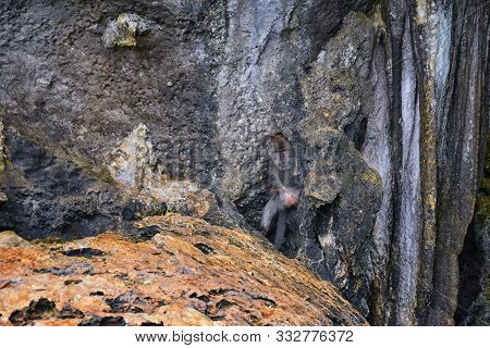 Macaque Long Tailed Monkey, Playing Along The Ocean Cliffs Around Islands Close To Phuket And Bangko