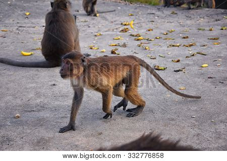 Macaque Long Tailed Monkey, Close-up Portrait Sitting In Phuket Town Along The River. Of The Genus M