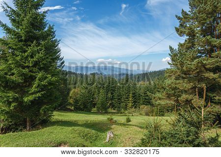 Picturesque Meadow With Lush Fir In The Front And Mountais Range In The Background On Warm Sunny Sum