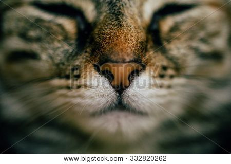 Close Up View Of Sleeping Cat With Selective Focus. European Cat Portrait. Portrait Of Beautiful Cat
