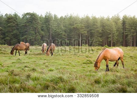 Ponies Grazing In The New Forest In Hampshire, England, Uk