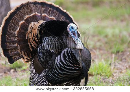 Wild Rio Grande Turkey Tom Displaying In Oklahoma.