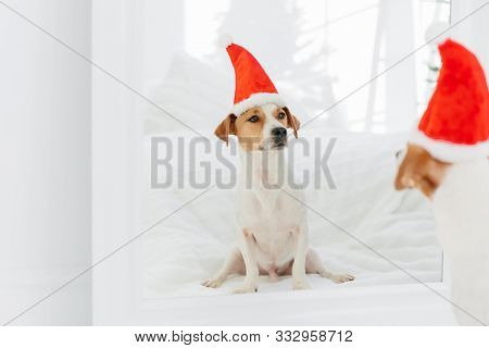 Indoor Shot Of Kack Russell Terrier Wears Winter Hat Symbolozing New Year, Looks In Mirror. Pedigree