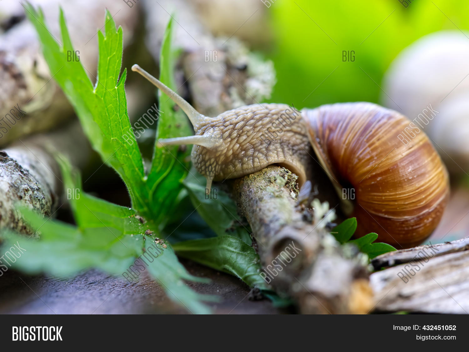 Burgundy Snail Helix Image Photo Free Trial Bigstock