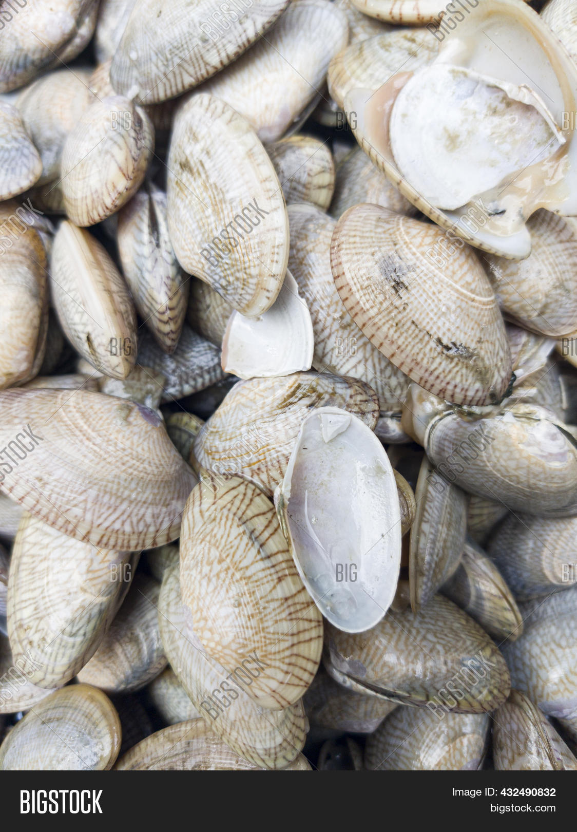 Fresh Saltwater Clams Image & Photo (Free Trial) Bigstock