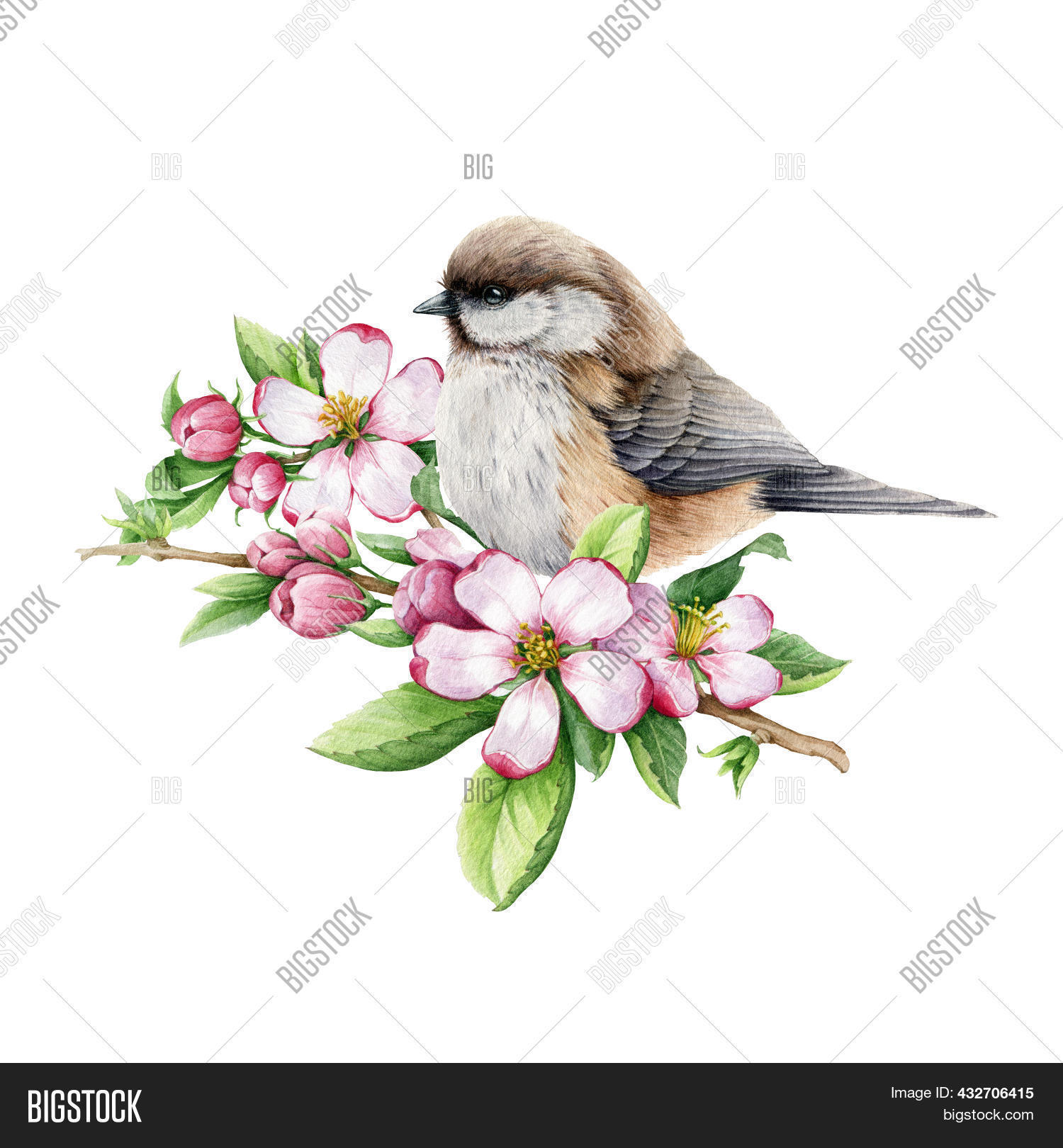 Titmouse Bird Spring Image & Photo (Free Trial) | Bigstock