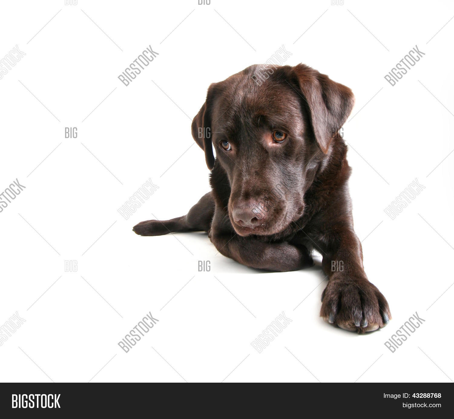 Pouting Labrador Chocolate Lab Pouting Image & Photo (Free Trial) | Bigstock