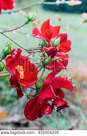 Close View Of Alpine Rose Blossom After Rain In Autumn
