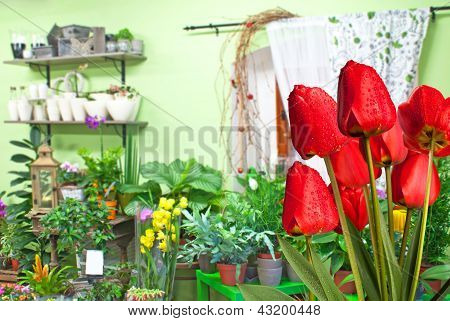 tulipas