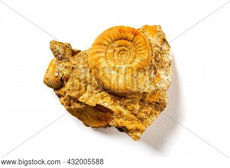 Ammonite Fossil Isolated On A White Background. Closeup View