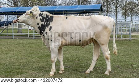 Bull-producer In The Show Rack. Images For The Agricultural Catalog. Production Of Sperm For Insemin