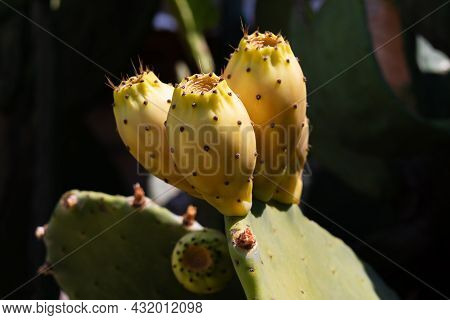 The Prickly Fruits Of Prickly Pear Close-up. Cactus Opuntia With Thorns On A Dark Background.