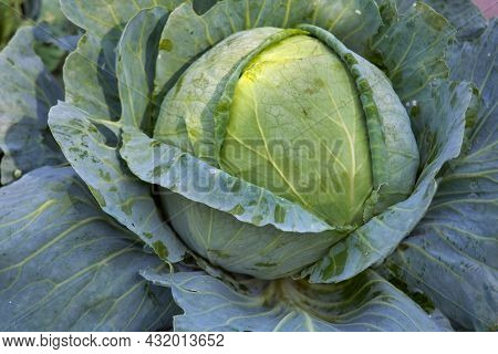 Green Cabbage Head, Top View. Green Cabbage Head In Field. Gardening Cabbage Background In Open Grou
