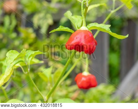 Detail Of An Ecological Bishop's Crown Chilli (christmas Bell, Or Joker's Hat) Growing In An Orchard