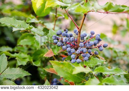 Blue Berries Mahonia Aquifolium (oregon-grape Or Oregon Grape) And Bush Is A Species Of Flowering Pl