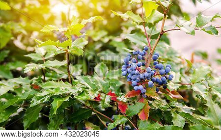 Blue Berries Mahonia Aquifolium (oregon-grape Or Oregon Grape) And Bush Is A Species Of Flowering Pl