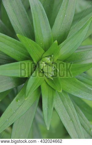 Green Stalk With Leaves Of A Lily Flower With Lots Of Buds