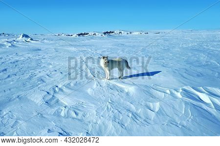 Standing Wolf Dog In The Tundra. Wolf Dog In The Artic. Frozen Sea Animal
