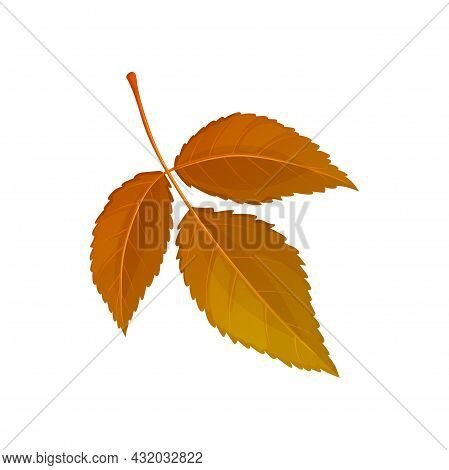 Autumn Elm Leaf Vector Icon, Cartoon Foliage, Fallen Ulmus Tree Leaf Of Brown Color, Design Element 