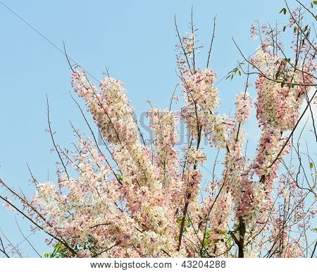 Doccia rosa fiore