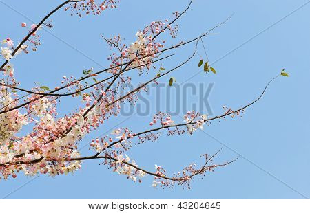 Doccia rosa fiore