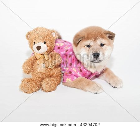 Shiba Inu štěně