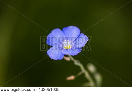 Bright Delicate Blue Flower Of Decorative Flax Flower And Its Shoot On Grassy Background. Agricultur