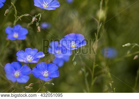 Bright Delicate Blue Flower Of Decorative Flax Flower And Its Shoot On Grassy Background. Agricultur