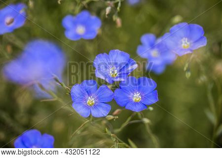 Bright Delicate Blue Flax Flower Of Decorative Flax Flower And Its Shoot On Grassy Background. Agric
