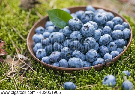Freshly Picked Blueberries In Bowl On Forest Moss Background. Concept Of Healthy Eating. Bilberries.