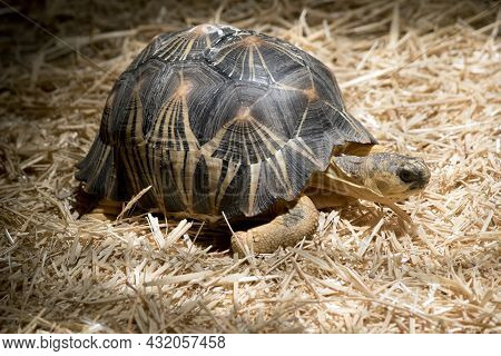 This Is A Side View Of A Radiate Tortoise